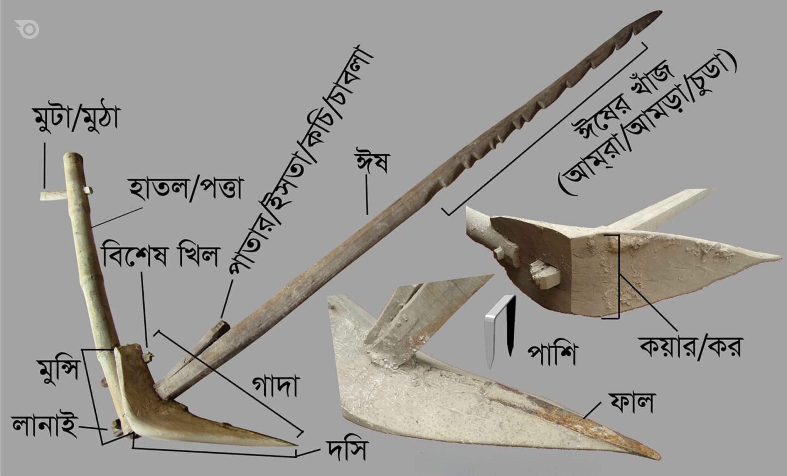 হাল বা লাঙল - শেকড়